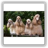 Lilu, Prima, Alice and Red.
