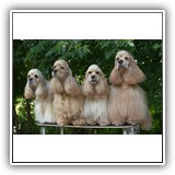 Lilu, Prima, Alice and Red.