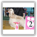 JCH RUS, RUS CH, Candidate to CH Club Antaleks To Be A Star