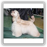 JCH RUS, RUS CH, Candidate to CH Club Antaleks To Be A Star