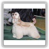 JCH RUS, RUS CH, Candidate to CH Club Antaleks To Be A Star