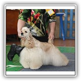 JCH RUS, RUS CH, 3 x Candidate to CH Club Antaleks To Be A Star