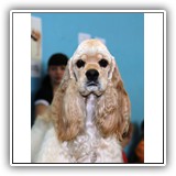 JCH RUS, RUS CH, JCH RUS, RUS CH, Grand CH RUS, Club CH Antaleks To Be A Star