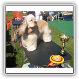 'XX-SHOW'. Antaleks Fifth Element (11 months) - J.ClubWiner, BIS-3.