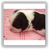Bella, 7 days .