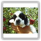 Bella, 5 weeks .