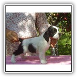 Bella, 5 weeks .