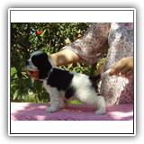 Bella, 5 weeks .