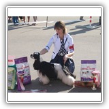 J.RUS CH Star Inlay Celebrity Antaleks (1years 1 monts)