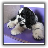 Bella, 4 months