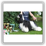 J.RUS CH Star Inlay Celebrity Antaleks (1years 1 monts)