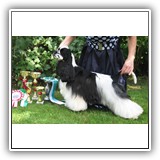 J.RUS CH Star Inlay Celebrity Antaleks (1years 1 monts)