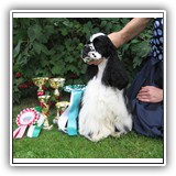 J.RUS CH Star Inlay Celebrity Antaleks (1years 1 monts)