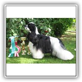 J.RUS CH Star Inlay Celebrity Antaleks (1years 1 monts)