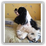 Star Inlay Celebrity Antaleks (Bella), 8 monts