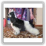Star Inlay Celebrity Antaleks (Bella), 8 monts