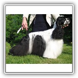 J.RUS CH, RUS CH Star Inlay Celebrity Antaleks (1years 10 monts)