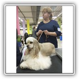 Joy (15 months) 13.04.2019. MKOO PROFESSIONAL, BIG-1. MKOO NOVAJA KLASSIKA, BIG-1. Handler: Olga Karpuk