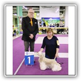 Joy (15 months) 13.04.2019. MKOO NOVAJA KLASSIKA, BOB. Judge: Foss, Arne (Norway). Handler: Olga Karpuk