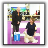 Joy (15 months) 13.04.2019. MKOO NOVAJA KLASSIKA, BOB. Judge: Foss, Arne (Norway). Handler: Olga Karpuk