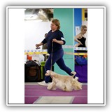 Joy (15 months) 13.04.2019. MKOO NOVAJA KLASSIKA, BOB. Judge: Foss, Arne (Norway). Handler: Olga Karpuk