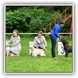 Stella (9,5 months) 22.08.2020.  ߻, CW, J.CAC, BOB, BIG-2, Ch.RFSS. Judge: N.Kryukova.