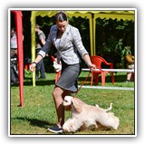 Stella (9,5 months) 22.08.2020.  ߻, CW, J.CAC, BOB, BIG-2, Ch.RFSS. Judge: N.Kryukova.