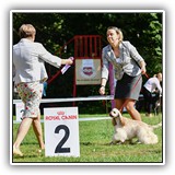 Stella (9,5 months) 22.08.2020.  ߻, CW, J.CAC, BOB, BIG-2, Ch.RFSS. Judge: N.Kryukova.