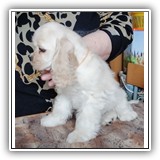 Antaleks Star Was Born () 2 months.