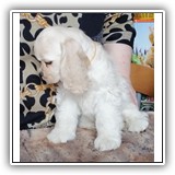 Antaleks Star Was Born () 2 months.