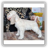 Antaleks Star Was Born () 2 months.