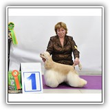 Antaleks Star Was Born '', 2021.03.27, ' ', CW, , , BOB .,Handler: O.Karpuk.